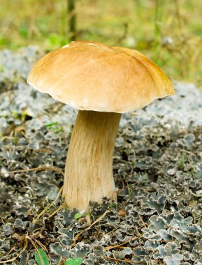 Mushroom ( Boletus edulis) in autumn forest. clipart