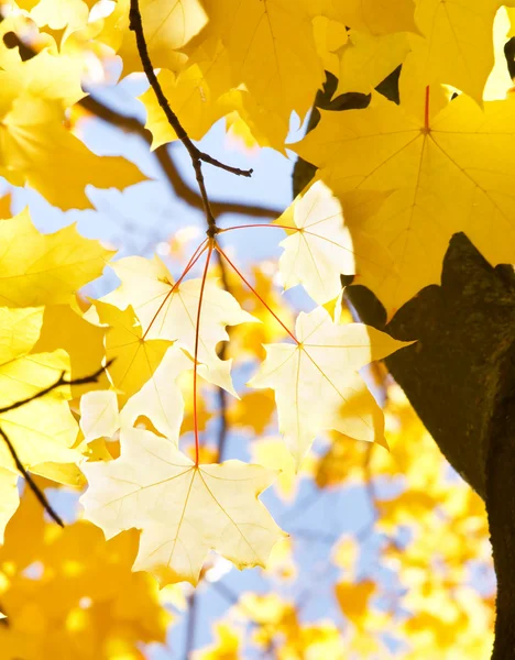 Autumn maple — Stock Photo, Image