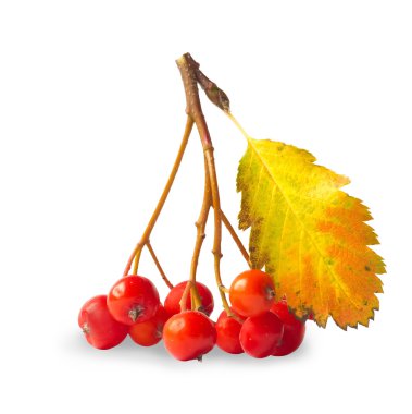 Ashberry clipart