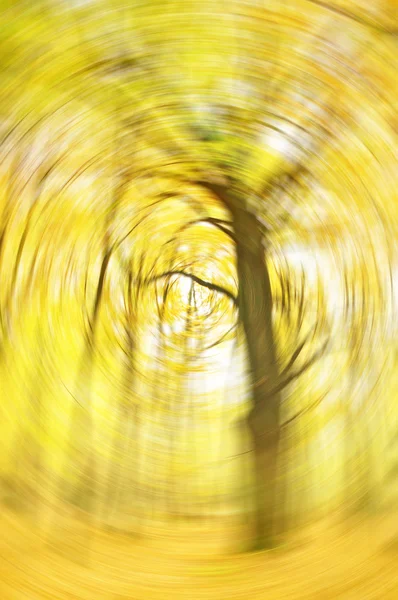 가을 숲 속의 오크 — 스톡 사진