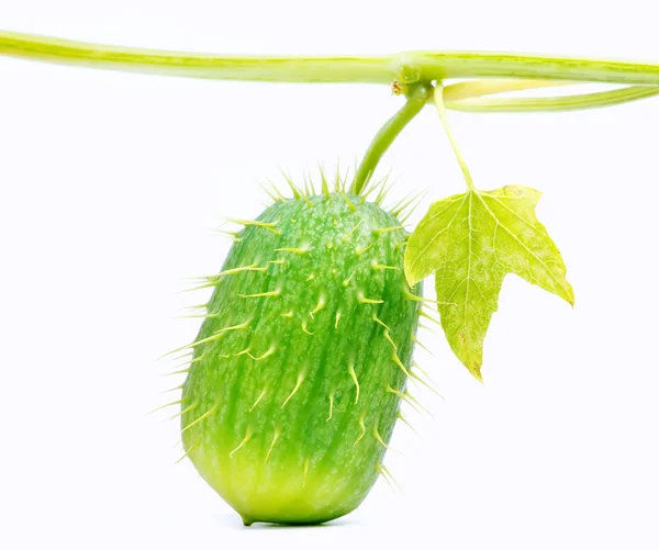 Single green cucumber — Stock Photo, Image