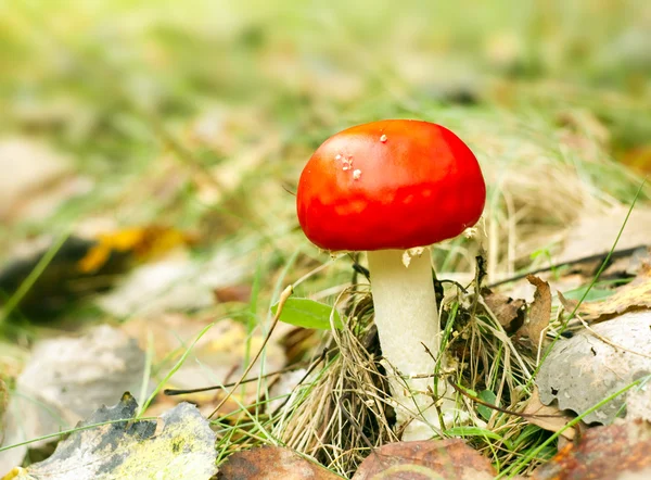 Red mushroom fungi — Stock Photo, Image