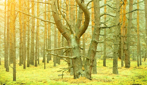 Floresta de outono — Fotografia de Stock