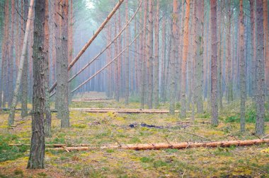 Rainforest ormansızlaşma Ukrayna.