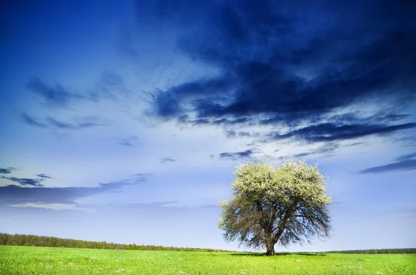 Pradera verde — Foto de Stock