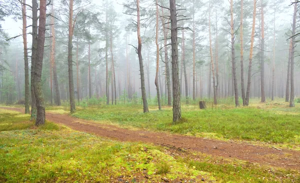 Autumn pine forest — Stock Photo, Image