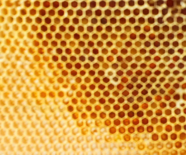 Beer honey in honeycombs. — Stock Photo, Image