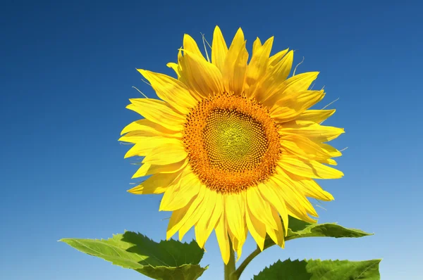 Sonnenblume — Stockfoto