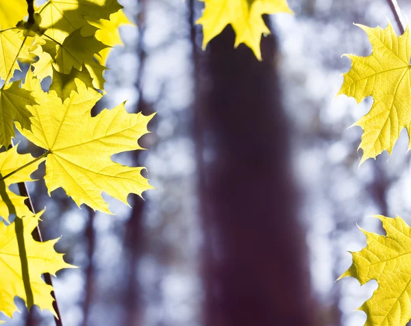 Autumn wood — Stock Photo, Image