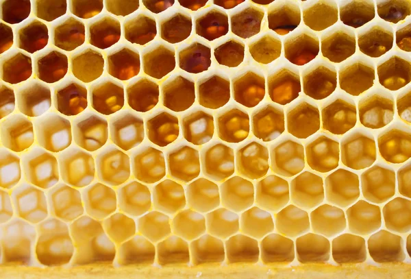 新鲜蜂蜜在梳子 — 图库照片#