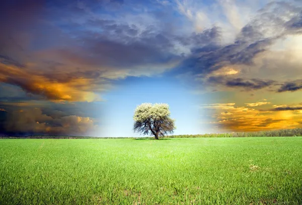 Gröna träd och mörk himmel. — Stockfoto