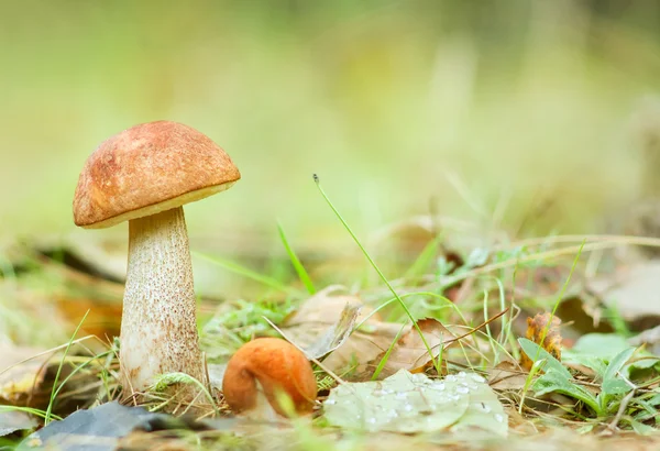 Cogumelos na floresta — Fotografia de Stock