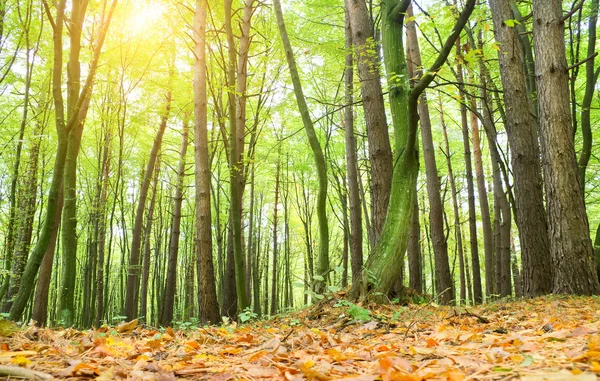 Herfstbos — Stockfoto