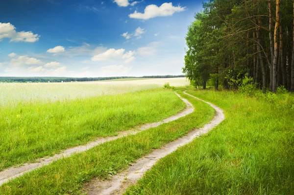 Weg in de buurt van hout op een daling — Stockfoto