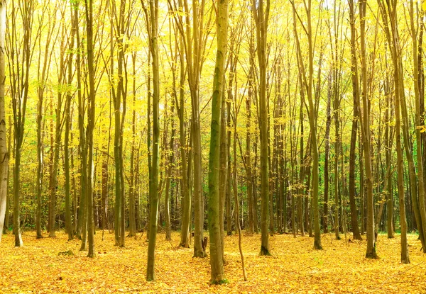 Herfstbos — Stockfoto