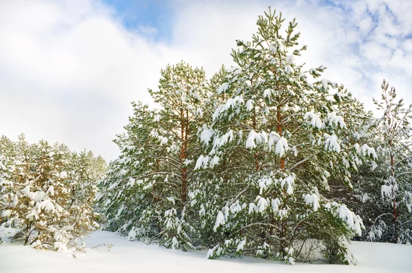 Paisagem inverno. — Fotografia de Stock