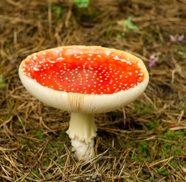 Červené houby houby — Stock fotografie