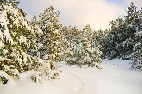 Paisagem inverno. — Fotografia de Stock