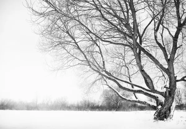 Temporada de invierno — Foto de Stock