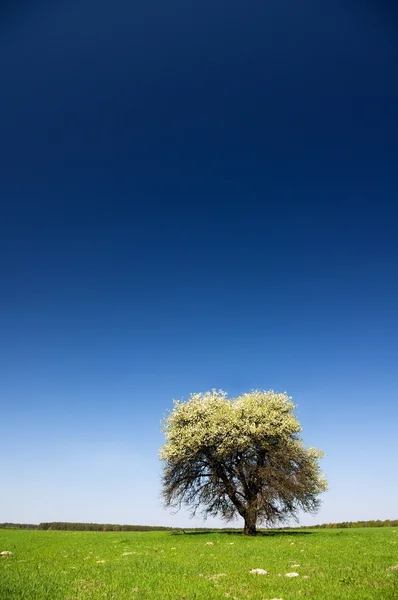 Pradera verde y árbol — Foto de Stock