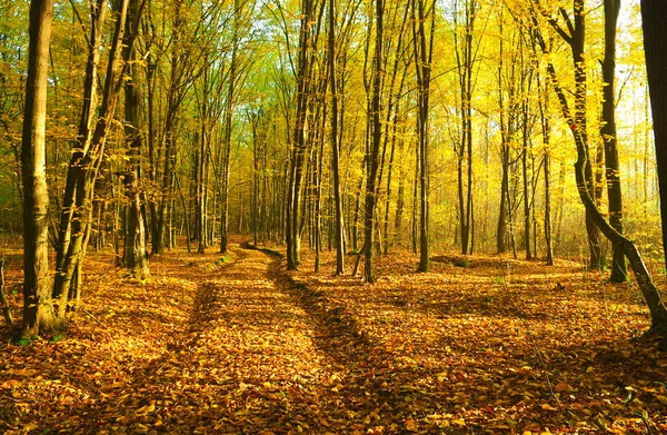 Autumn forest — Stock Photo, Image