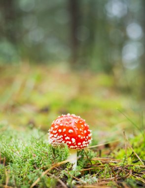 red mushroom clipart