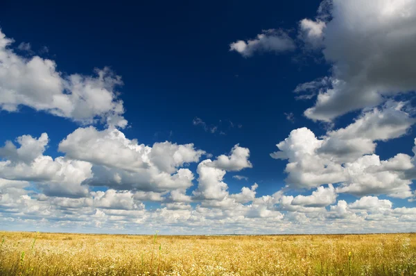Paisagem de verão de campos verdes e céu azul — Fotografia de Stock