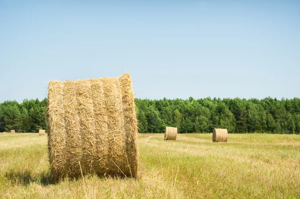 Balen hooi in een groot gebied. — Stockfoto