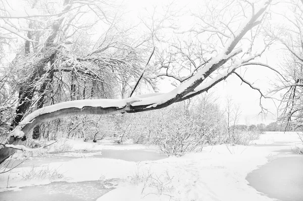 Rivier en de bomen in de winterseizoen — Stockfoto