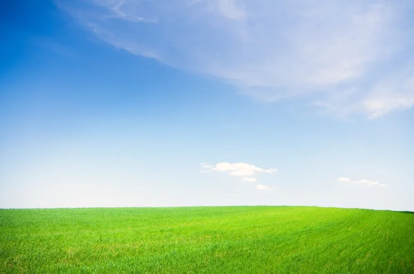 Campo verde sob o céu azul — Fotografia de Stock