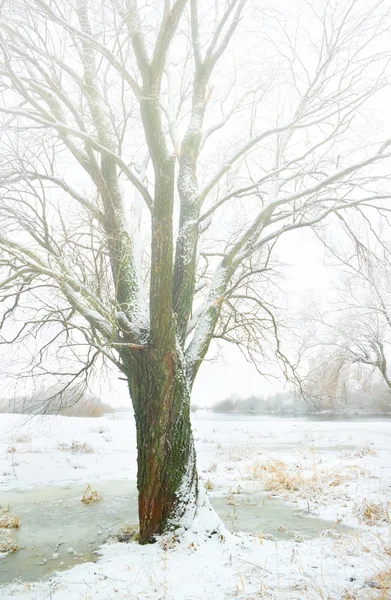 Wintersaison — Stockfoto