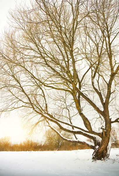 Albero nella stagione invernale. — Foto Stock