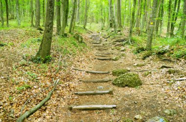 Wooden walkway into the forest clipart
