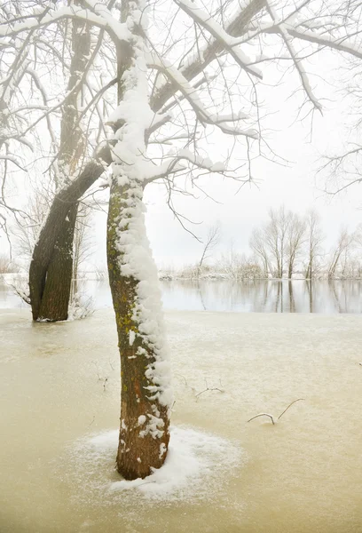 Kış mevsimi — Stok fotoğraf