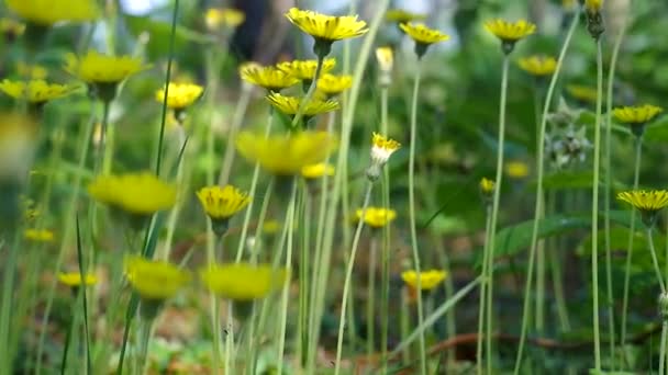 Belles fleurs jaunes