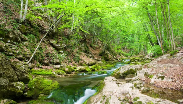 Floden djupt i bergskog. — Stockfoto
