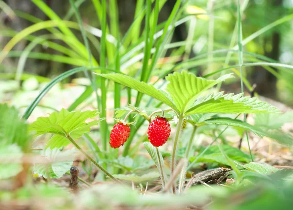 Wild strawberry berry growing in natural environment. — Stock Photo, Image