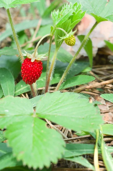 Wild strawberry berry Stock Photo