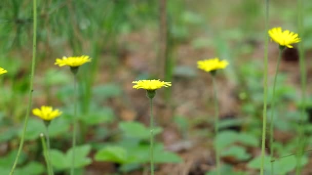 Fleurs jaunes 