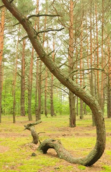 Zone géopathogène — Photo