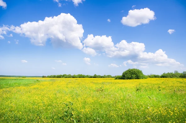 緑の夏の牧草地の花 — ストック写真