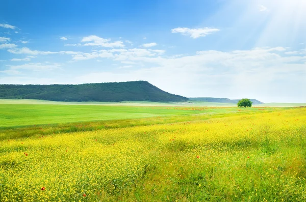 Lente weide. — Stockfoto