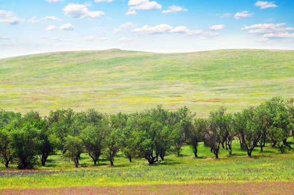 Apple trees on meadows — Stock Photo, Image