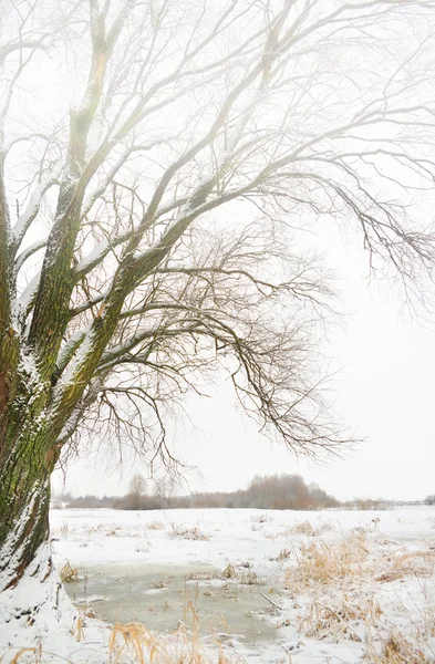 Vintern river och träd — Stockfoto