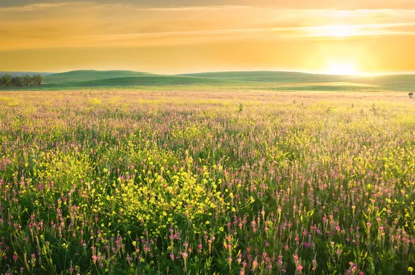 紫色の花の春の牧草地. — ストック写真