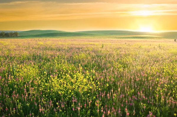 Frühlingswiese der violetten Blume. — Stockfoto