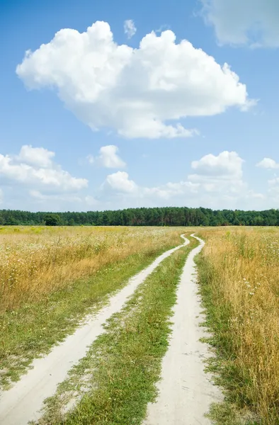 Road nära trä på en nedgång. — Stockfoto