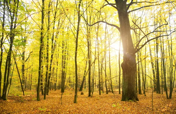 Sonnenstrahlen strömen in den herbstlichen Wald. — Stockfoto