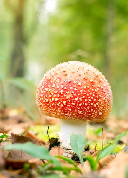 Röd svamp svampar — Stockfoto