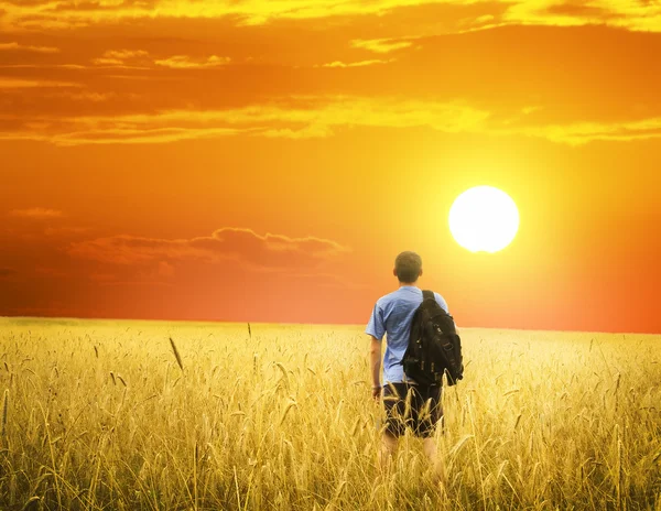 Uomo su prato di grano giallo . — Foto Stock